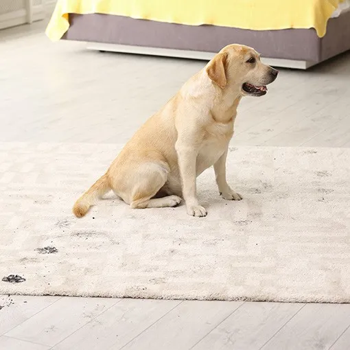 Area rug care | Battle Creek Tile & Mosaic
